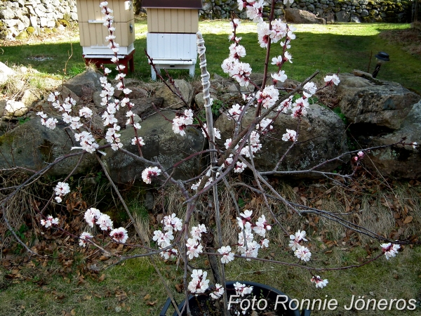 aprikosblomma